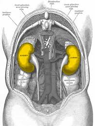 • filtering blood to make urine, enabling your body to get rid of waste. Kidney Function Monitoring Vital For People On Lithium Neuroscience News