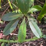 Image result for Gaertnera