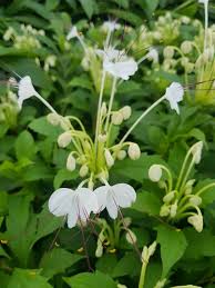 Image result for Rotheca