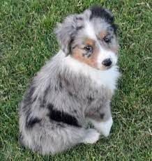 Australian Shepherd Puppy Puppies Aussie Puppies Shepherd Puppies