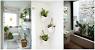 Bathroom Plants That Absorb Moisture