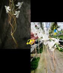 Image result for Aerangis verdickii