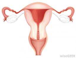 Female anatomy includes the external genitals, or the vulva, and the internal reproductive organs. What Is Female Anatomy With Pictures