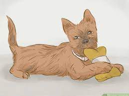 Maybe you would like to learn more about one of these? How To Keep Your Dog Happy 15 Steps With Pictures Wikihow