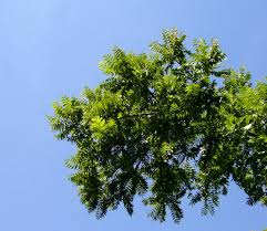 Image result for Juglans