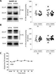 The Histamine H3 Receptor Differentially Modulates Mitogen Activated Protein Kinase Mapk And Akt Signaling In Striatonigral And Striatopallidal Neurons Journal Of Biological Chemistry
