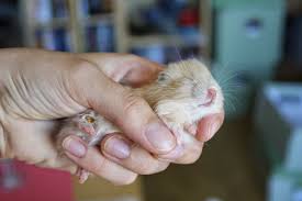 Min Dyreverdens Hamsteroppdrett: Kull 4 & 5: Trøtt gjeng!