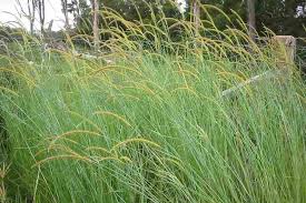 Image result for Setaria longiseta