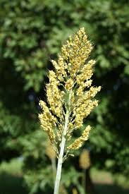 Image result for Sorghum bicolor