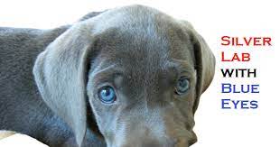 Curious how the silver labrador gets its coat color? What Is A Silver Labrador Retriever How To Get A Super Friendly Dog In 2021