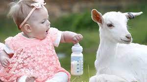 Bukan hanya orang dewasa, bayi pun bisa di berikan susu ini untuk memperkuat. Bolehkah Memberikan Susu Kambing Untuk Bayi Sebagai Pengganti Sufor Orami