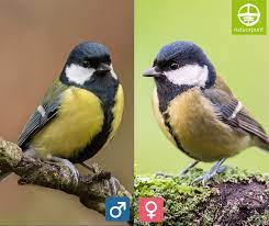 Bij de mannetjes is deze echt duidelijk breder dan bij het vrouwtje koolmees. Natuurpunt Dat Dit Een Koolmees Is Wist Je Wel Maar Facebook