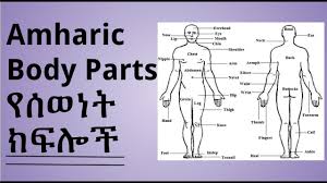 Skull, temple, ear, forehead, face, adam's apple , shoulder, nipple, breast, armpit, thorax, navel, abdomen, pubis, groin. Learn Amharic Body Parts á‹¨áˆ°á‹ˆáŠá‰µ áŠ­ááˆŽá‰½ Youtube