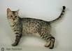 Available Egyptian Mau Kittens For Sale & Cats For Adoption