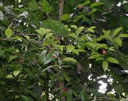 Image result for Heisteria