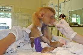 Pigtail Baby Macaque Attacked By Dogs Wildlife Friends Foundation Thailand