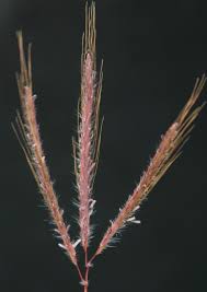 Image result for Dichanthium annulatum