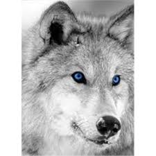 Black And White Wolf Tattoo With Blue Eyes Arctic Wolf With Blue Eyes So Cute And Awesome Wolf With Blue Eyes Wolf Dog Animals Beautiful