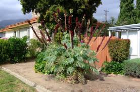 Image result for Melianthus major