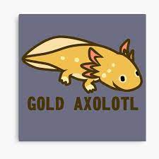 The eggs are white due to the mother being an albino (normal axolotl eggs are dark brown). Wandbilder Gold Axolotl Redbubble