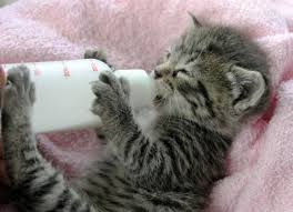 Weaning Kittens How And When What To Feed A Kitten Bottle Feeding Kittens Petmd