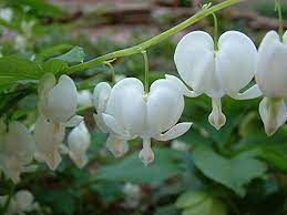 Serduszka Biale Okazala Dicentra Spectabilis Bleeding Heart Cottage Garden Plants Rare Orchids
