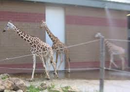 The zoo opened their new exhibit, spineless wonders, in july. Niabi Zoo Coral Valley Il Picture Of Niabi Zoo Coal Valley Tripadvisor