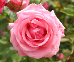 Check out our jacqueminot rose selection for the very best in unique or custom, handmade pieces from our shops. Rosa Gene Boerner Wikipedia