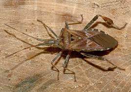 Cool insects bugs and insects beautiful bugs amazing nature beautiful creatures animals beautiful mantis religiosa cool bugs all gods creatures Coreidae Leptoglossus Occidentalis