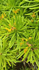 Image result for Kleinia