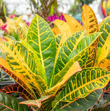 Image result for Codiaeum