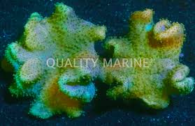 Image result for Sarcophyte