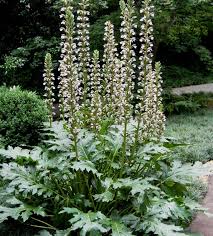 Image result for Cassipourea mollis