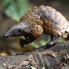 Is This Animal Real It Most Certainly Is You Are Looking At The Rare Black Bellied Pangolin They Are The Smal Rare Animals Pangolin Interesting Animals