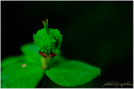 Image result for Euphorbia papillosicapsa