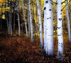 Birch Trees In Colorado Aspen Trees Fall Tree Decor Colorado Art Rustic Wall Art Cabin Decor Gold Leaves Photo Aspens Art Fall All Of The Colors Of Fall Aspen Trees Aspen Trees Photography Aspen Art