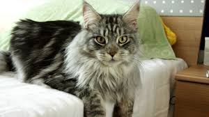Se pronuncia kister watch the latest video from maicon küster (@maiconkuster). Maine Coon Katze Preis Charakter Haltung Erziehung Herkunft