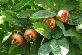 With chloe bennet, dove cameron, donald faison, tom kenny. Foglie Di Nespolo Proprieta Benefici E Come Preparare L Infuso Che Abbassa La Glicemia Greenme