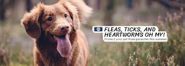 National holidays that you can use to plan your 2021 promotions. Low Cost Pet Vaccinations Schedule Locations Dallas Fort Worth