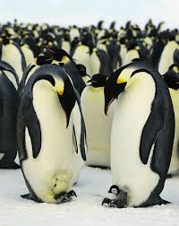 Penguenfilm Panosundaki Pin