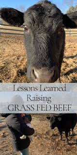 Check spelling or type a new query. Lessons Learned Raising Grass Fed Beef Dogwood Grove Raising Farm Animals Grass Fed Beef Beef Cow