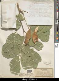 Image result for Millettia stuhlmannii