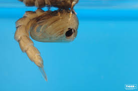 Maybe you would like to learn more about one of these? Biologie Der Asiatischen Tigermucke Tiger