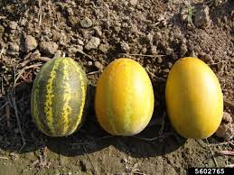 Image result for Cucumis melo