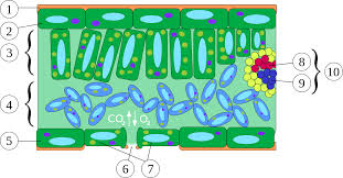 We did not find results for: Pin By Melva Montoya On Animales Exoticos Vascular Plant Cell Model Plant Structure