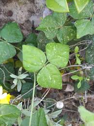 Image result for Rhynchosia caribaea