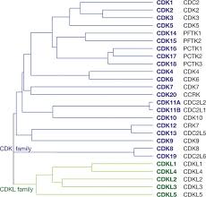 Check spelling or type a new query. Cyclin Dependent Kinases A Family Portrait Nature Cell Biology