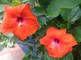 Pin On Hibiscus
