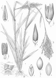 Image result for Panicum trichonode