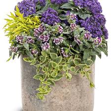 Image result for Coleus melleri